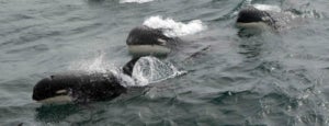 Algunes de les orques Tipus D que han estat observades al cap Horn
