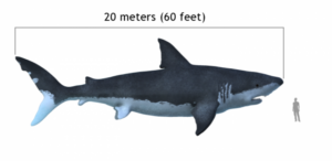 Comparació entre la mida d'un humà i la d'un megalodon