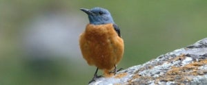 Exemplar de merla roquera (Monticola saxatilis)