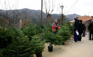 Fira de l'avet a Espinelves