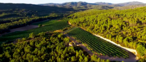 La DO Penedès
