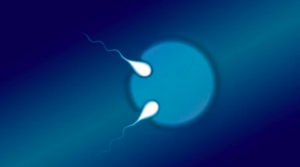 Representaci&oacute; de dos espermatozous fecundant un &ograve;vul