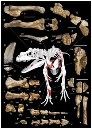 Restes trobades de Saltriovenator i reconstrucció del seu esquelet