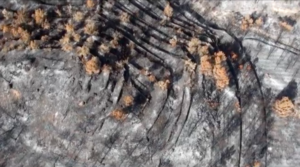 Terreny arrasat per un incendi forestal