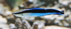Un exemplar de làbrid netejador en un aquari de Praga (República Txeca)