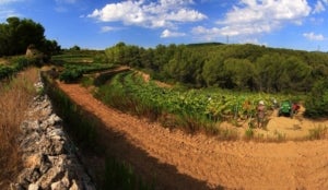 Vinyes de Júlia Bernet